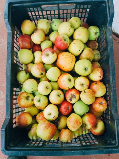 Una caja de plástico negra está llena hasta el borde con una gran variedad de manzanas. Las manzanas son de diferentes tamaños y colores, con tonos que van del verde claro al rojo intenso y amarillo anaranjado.  Algunas manzanas muestran un ligero tono rojizo en su piel, mientras que otras son de un color verde más uniforme.  Las manzanas se amontonan unas sobre otras, mostrando una cosecha abundante.