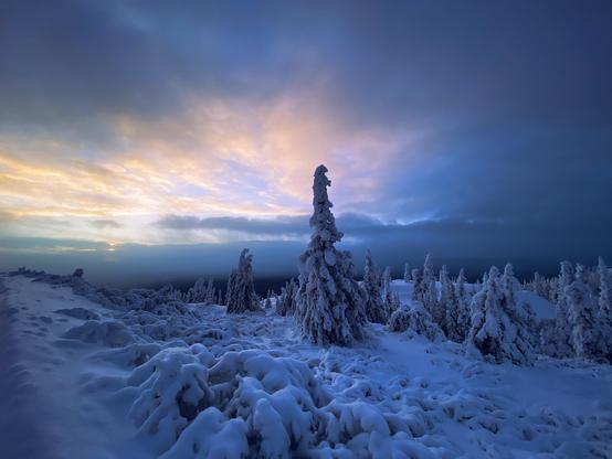 Low pinkish light brightens a cloudy but blue winter morning sky. Some short trees are coated in snow, with a larger one in the centre of frame vaguely reminiscent of a wizard’s hat.