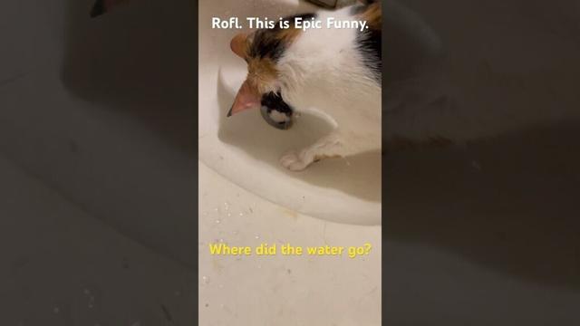 Kitten manx cant stop the water. #kitten #funny #manx #cute #catlover #cat #pets