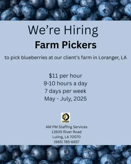 We're Hiring Farm Pickers

to pick blueberries at our client's farm in Loranger, LA

$11 per hour 9-10 hours a day

7 days per week

May - July, 2025

AMPM

AM PM Staffing Services 13505 River Road

Luling, LA 70070

(985) 785-6857