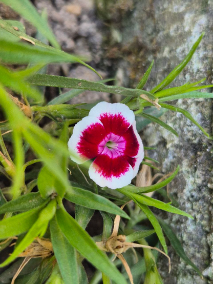Das Bild zeigt eine einzelne Blüte einer Bartnelke mit einem auffälligen roten und weißen Blütenblatt. Die Blume ist von grünen, feinen Blättern umgeben. Die Blüte hat fünf Blütenblätter, die an den Rändern weiß sind und in der Mitte zu einem intensiven Rot übergehen. Der Stängel der Blume ist dünn und wirkt leicht, während die Blätter spitz zulaufen und in verschiedenen Größen und Formen angeordnet sind. Im Hintergrund ist eine unscharfe Steinmauer zu sehen.
