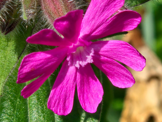 Das Bild zeigt eine leuchtend magentafarbene Blüte einer roten Lichtnelke.  Die Blütenblätter sind glatt und weichen leicht nach außen, wobei die Spitzen leicht abgerundet sind. Der Staubblattzusammenhang im Zentrum der Blume ist weißlich. Die Blume ist von grünen Blättern umgeben, die mit feinen Haaren bedeckt sind. Im Hintergrund sind weitere Blätter und ein trockener Ast zu sehen, die die Blume umrahmen. Die Blume ist in voller Blüte und wächst  in einer sonnigen Umgebung.