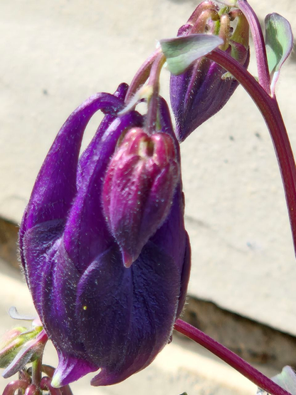 Das Bild zeigt eine Nahaufnahme einer Akeleiblüte. Sie hat einen dunkelvioletten Kelch, der nach unten hängt. Der Kelch ist noch geschlossen und hat eine glatte, glänzende Oberfläche mit feinen Haaren. Im Hintergrund sind weitere Blütenknospen zu sehen. Die Stängel der Blume sind dünn und rot, und die Blätter sind grün und leicht spitz zulaufend. Der Hintergrund ist unscharf und zeigt eine hellbeige Steinwand,