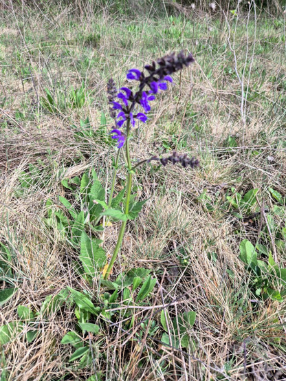 Das Bild zeigt eine einzelne Wiesen-Salbeipflanze in einem Feld mit trockenem Gras. Die Blüte hat ein markantes violett-blau Farbschema und besteht aus mehreren Blütenblättern, die entlang eines langen, grünen Stängels angeordnet sind. Die Blütenblätter sind in einer langen, zylindrischen Form angeordnet und haben eine leichte Wölbung. Der Stängel ist schlank und sticht deutlich aus dem umliegenden Gras hervor. Die Blätter der Salbei sind grün und haben eine scharfe, gezähnte Kante. Im Hintergrund ist trockenes, braunes Gras zu sehen und andere Pflanzen zu sehen.