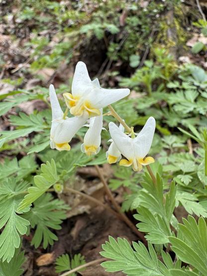 A raceme of Dutchman’s breeches flowers growing on the side of a ditch in the woods.