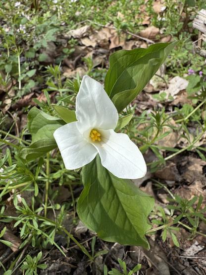 A single white trillium flower that has just opened.
