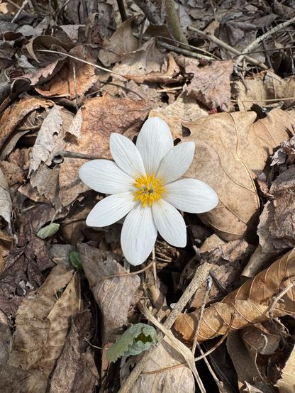 A single bloodroot flower growing out of some dead and dried leaves.
