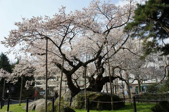 ishiwari-zakura-le-cerisier-fendeur-de-rocher-a-morioka-1