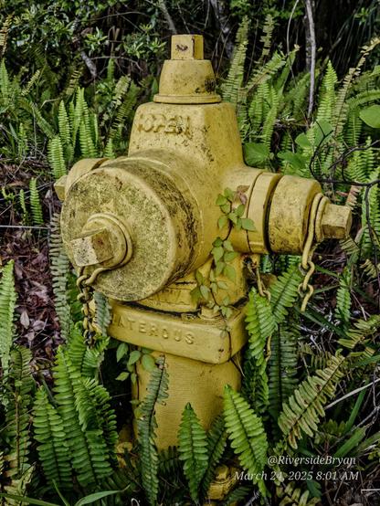 Old yellow fire hydrant, aged, dirty, with stains and grime surrounded by green ferns.