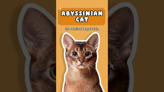 The Oldest Cat Breed In The World!