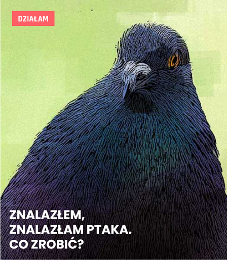 Na obrazku ciemnoszary gołąb i napis Znalazłem, znalazłam ptaka - co robić?