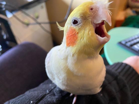 A cockatiel looking fierce, despite the piece of fluffy down stuck to the front of his beak