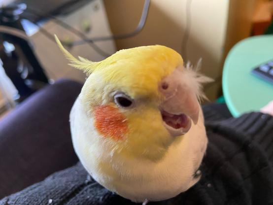 Same boy, slightly more subdued, but his beak is open