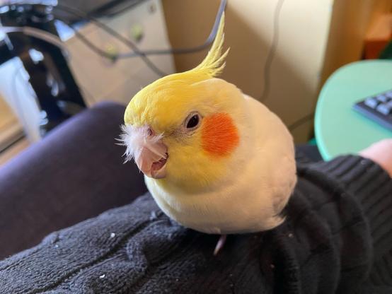 His beak is closer to being closed, as is his eye.