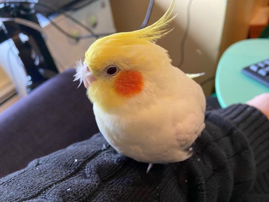 He has turned his head to the side, making the floof extra visible, and he looks a little fluffed up and sleepy, or at least content