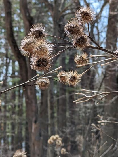 The burrs of a very tall burdock plant, showing last year's burrs. In the background are blurry trees. The spring sun is shining on the burrs from the upper right.