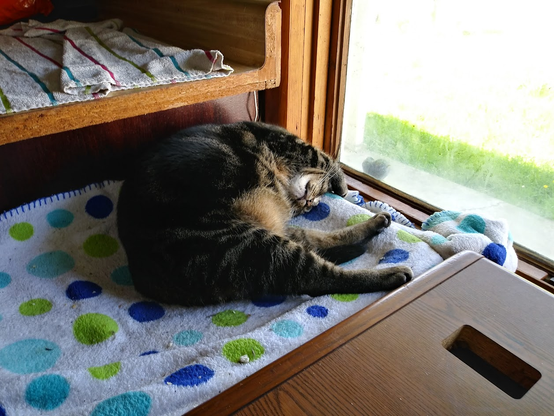 Tabby cat asleep half curled up with a paw reaching over its head and on its ear.