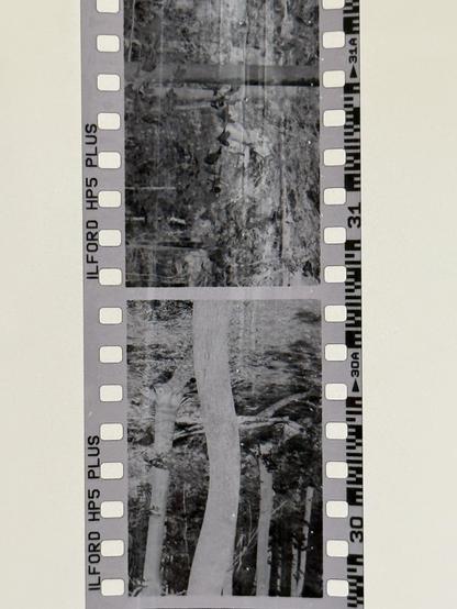 HP5 negatives hanging to dry