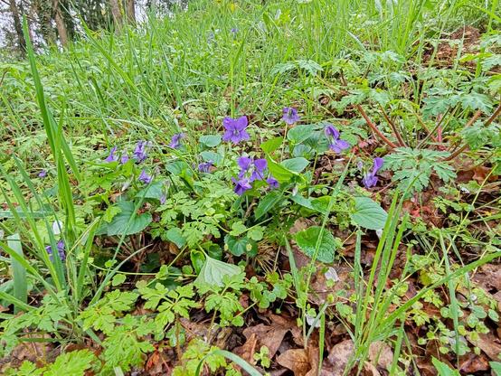 Picture of a grassy sward in a wood, taken close to the ground. In the foreground stands a clump of delicate wild violets
