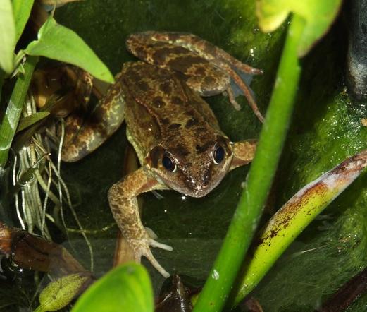 A young Rana temporaria frog poses on some blanket weed. The frog has beige skin mottled with darker browns. It is looking up at the camera. The bright green shoots and white roots of some aquatic plants surround it.