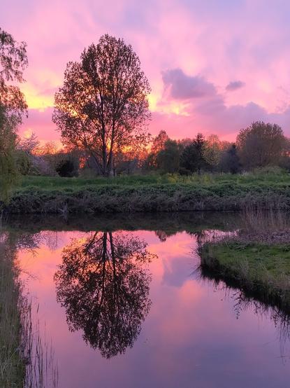 Picture of a tree with reflection in the water of a canal, backlit by orange skies