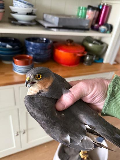 Sparrowhawk