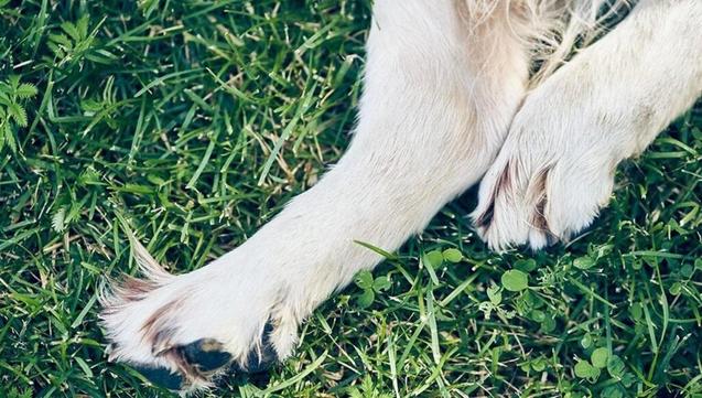 サンマリノ、犬の連続殺人犯を服用：14歳で80歳の年配の人が少なくとも40人の動物を殺しました