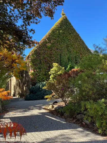 Picture of a driveway in front of a church completely covered by creeper plants giving it an appearance of building made of plants
