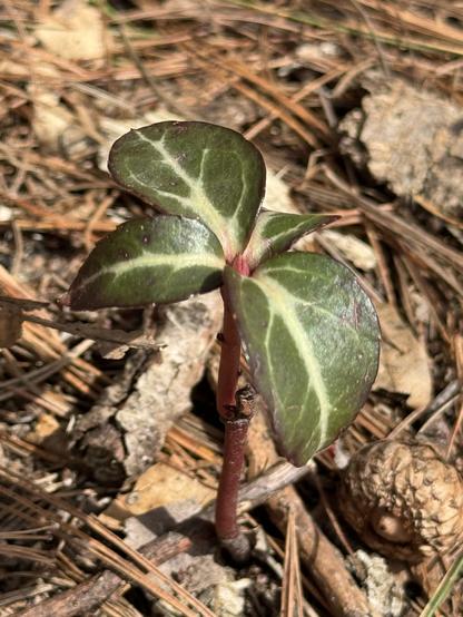 A small plant just pushing out from the forest floor. It’s green leaves have thick yellow central veins branching into thinner veins that spread to the edges of its green leaves and its center there appears to be a very small and quite new pink blossom.