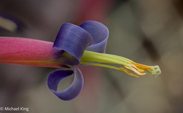 Macro image of a single flower of Billbergia Vittata