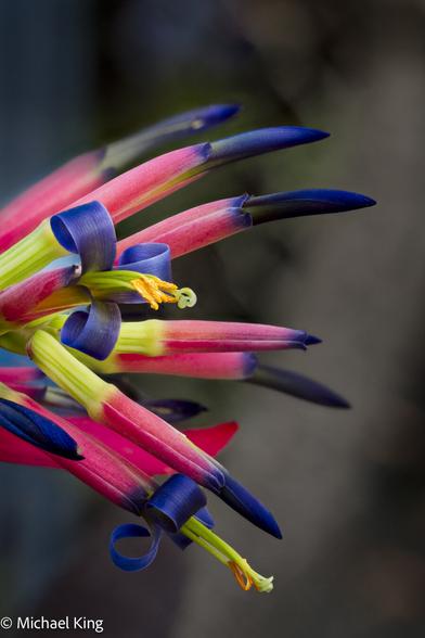 Macro image of a cluster of Billbergia Vittata flowers