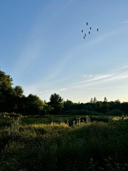 A wide-angle landscape photo of a wetland-like area. The plants are green and lush, there are several different varieties of trees. The ground is covered in lush grass and sedges. The sky is a vibrant blue with streaks of wispy clouds.