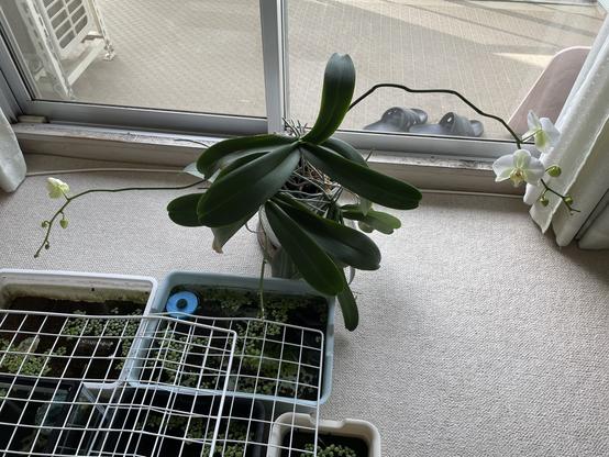 左右に枝分かれした自由な胡蝶蘭の花