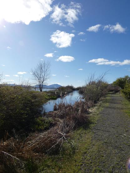 Vertical photo of a sproingy grass-and-gravel trail that stretches out along the right side of a shiny blue reservoir canal flanked by wood rose bushes, aspen, and willows under a pale blue sky that is softly starting to billow with small clouds. A few shot and tufty cattails stand at the edge nearest us, and towards the horizon, to the left of the footpath and the canal, a matching blue lake opens under the dusky blue foothills. The sun is bright and warm and soaring high.
