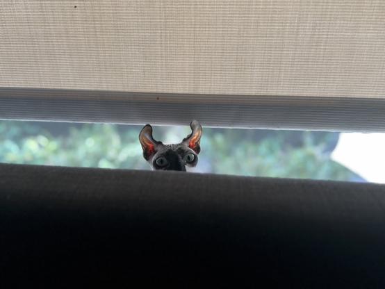 Cat peeks from behind sofa and window up to malarkey