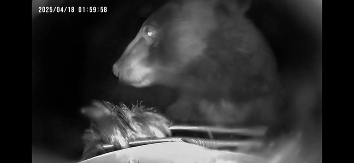 Birdfeeder cam photo: Black bear looks left while resting a massive paw on the edge of a bird feeder.