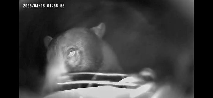 Bird-cam photo: big bear looks off to the left while gobbling food from a bird feeder