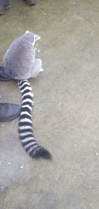 ring tailed lemur