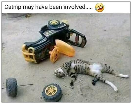 Caption: Catnip may have been involved…

Black and white tiger cat lies sprawled next to an overturned (wrecked) little tykes ride on truck, as if having been thrown off in a crash, caused by imbibing in catnip no doubt!