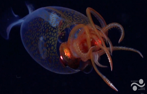 Frame taken from the video captured of the baby Colossal squid swimming.