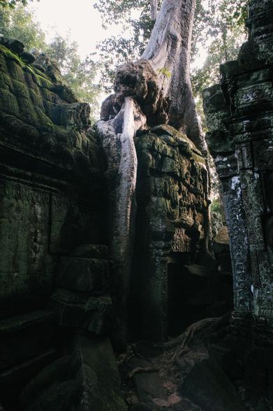 A large tree grows over the face of a stone temple structure slowly eating the structure, looking like water flowing down the structure's stone face.
