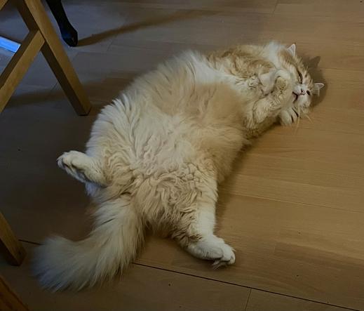 Gus is mostly asleep, but purring as he lays on his back with his feet spread eagled and a fluffy tummy exposed.