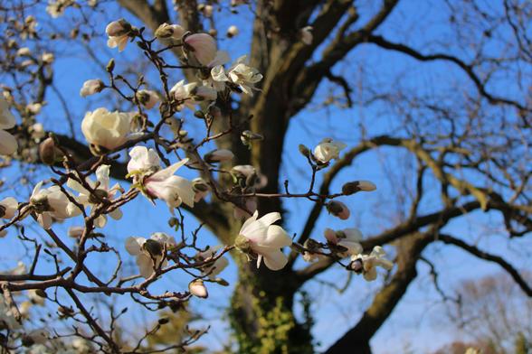 White blossoms on branches in the sunlight with a larger leafless tree in the background against a bright blue sky.
