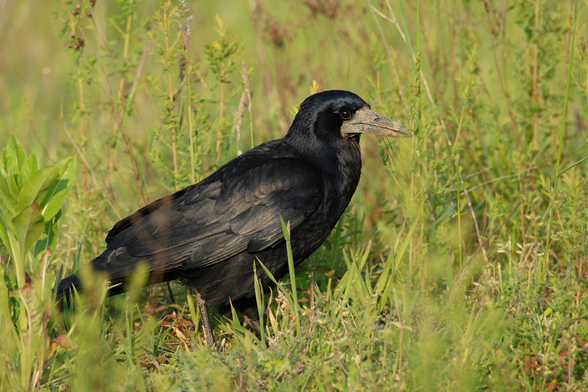 Corvus frugilegus (known as rook) standing on a grassy ground and looking straight ahead.