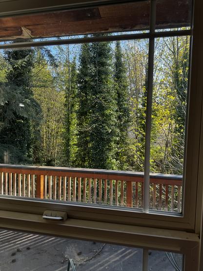 Looking out a window over a deck railing to trees covered in green ivy starting to leaf in the sunlight