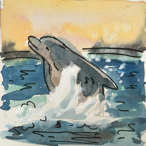 A bottle nose dolphin breaches the water.