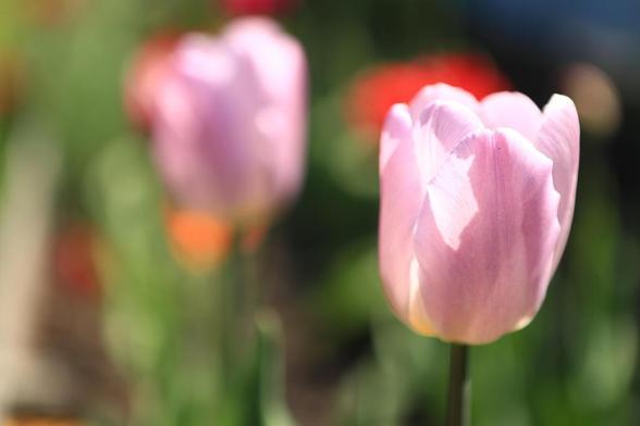 Zwei Tulpen