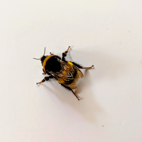 Makroaufnahme einer Erdhummel auf weißem Untergrund. Das Tier ist von schräg oben zu sehen, mit deutlich erkennbaren Flügeln und der typischen gelb-schwarz-weißen Zeichnung.