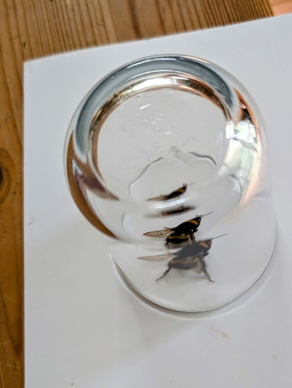 Eine Erdhummel wurde vorsichtig mit einem Glas eingefangen, nachdem sie sich am Fenster verirrt hatte. Das Glas steht auf einem weißen Karton, bereit für den behutsamen Transport ins Freie.
Die Hummel ist durch den Glasboden nur verschwommen erkennbar