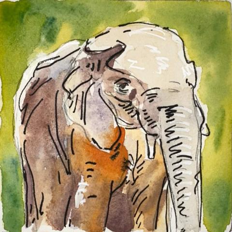 A watercolour elephant on a green background.
